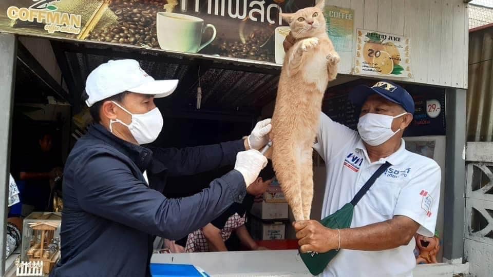 Cute expression of vaccinated cats in Thailand
